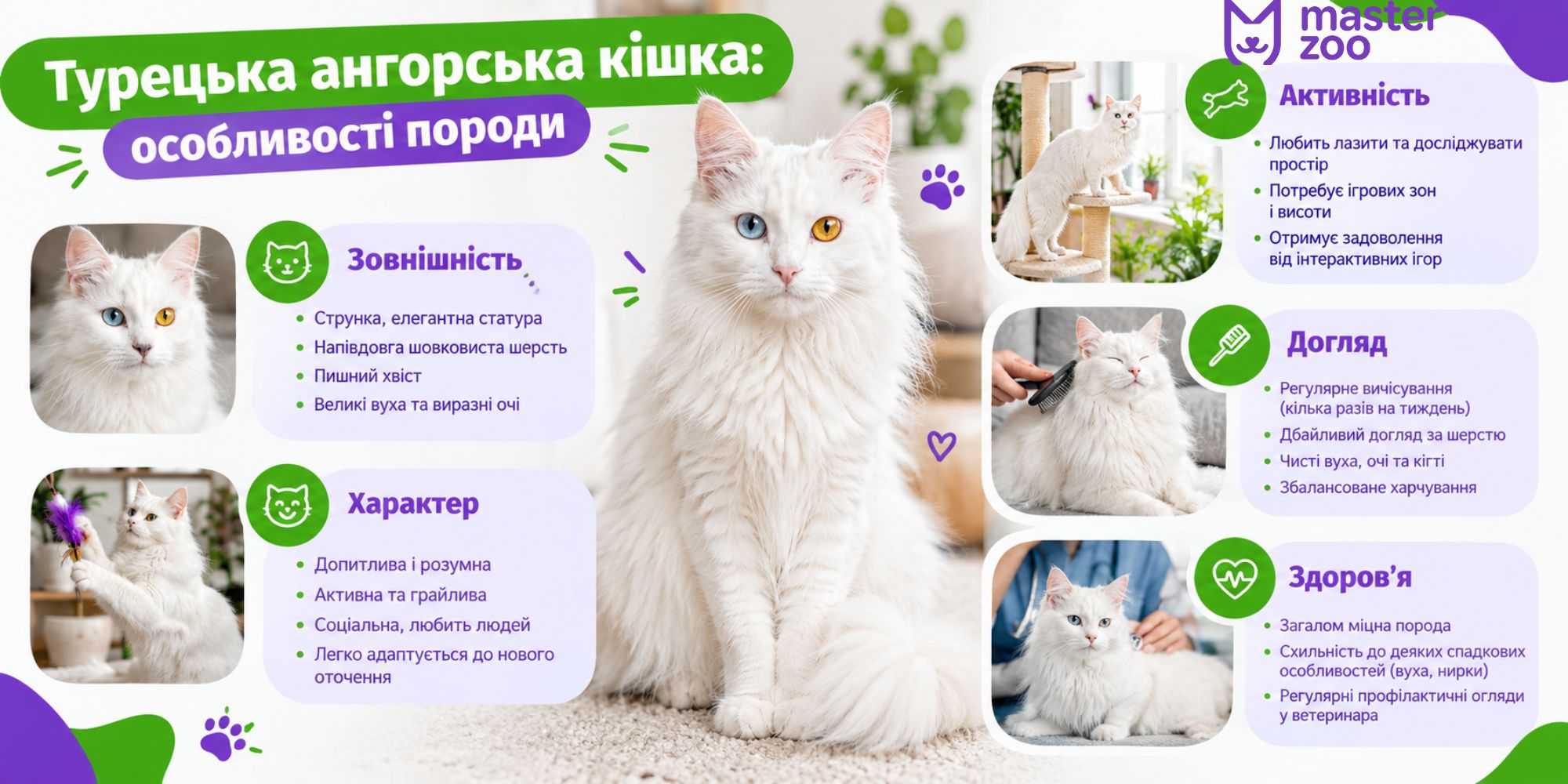 Інфографіка ангорська кішка | MasterZoo