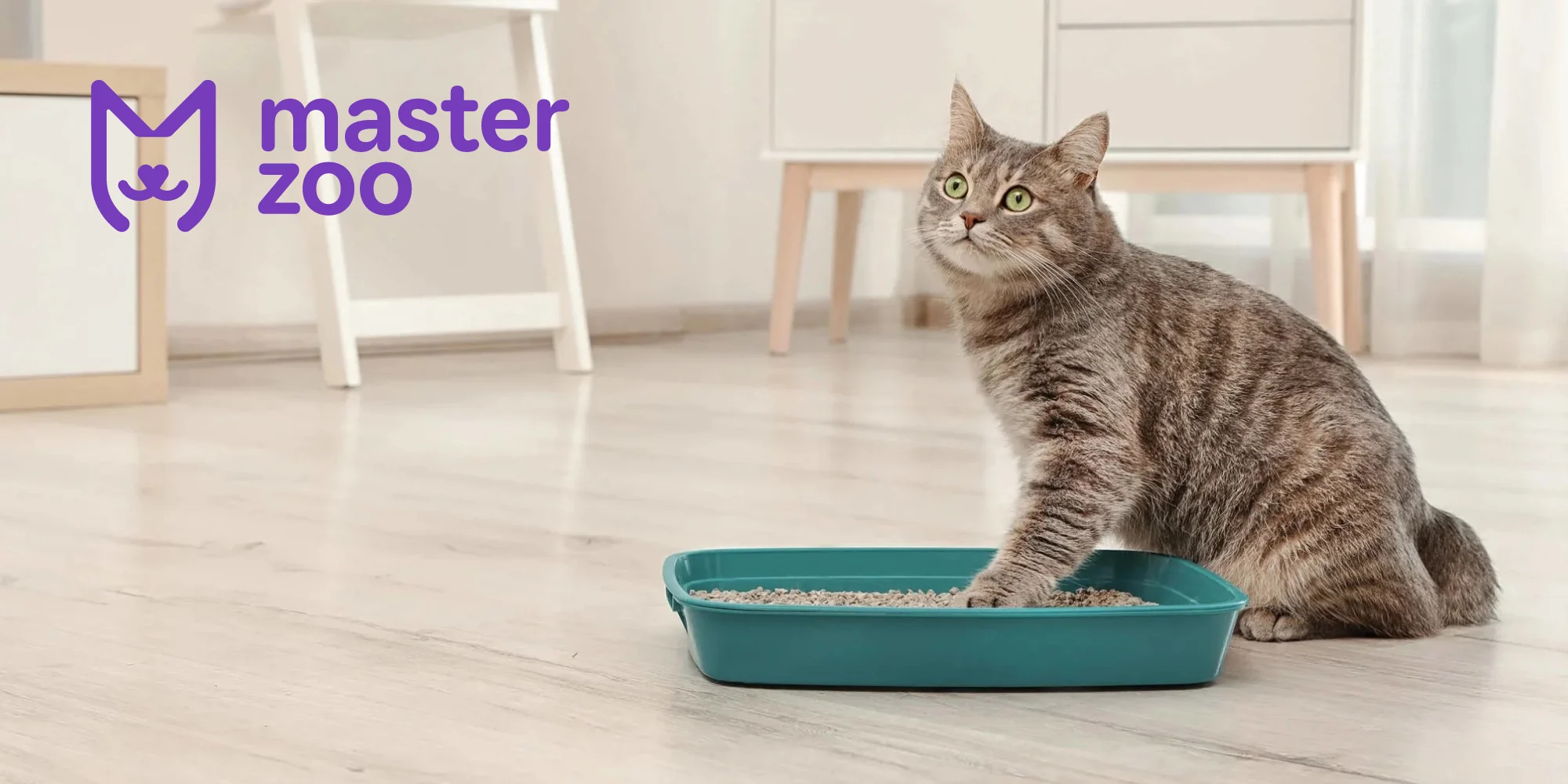 як привчити кота до туалету | MasterZoo