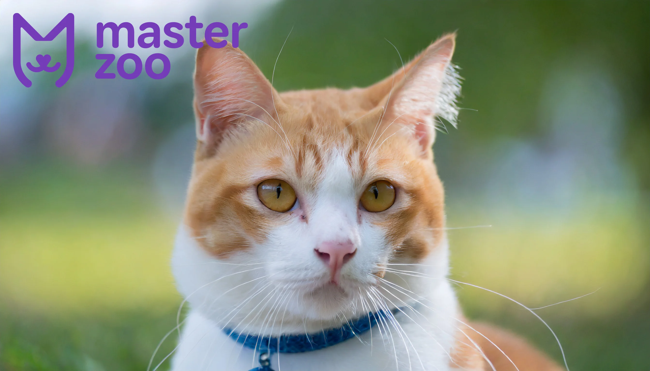 Коти та кішки | Зоомагазин MasterZoo