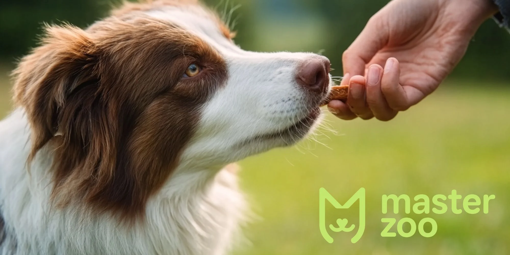 ласощі для собаки | MasterZoo