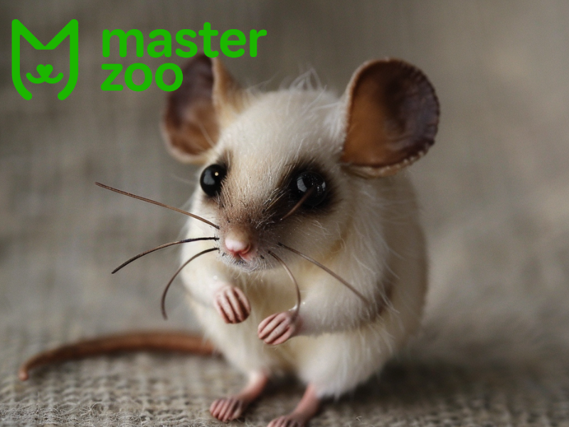 Сіамська миша | Зоомагазин MasterZoo