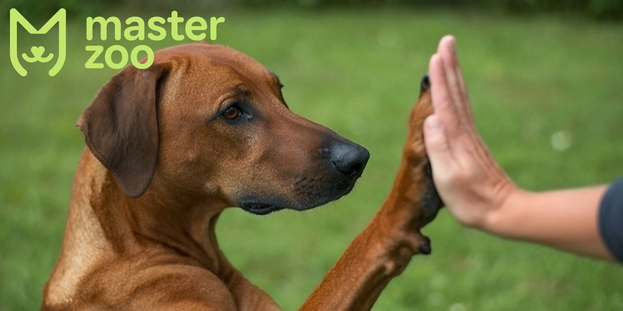 собака з людиною | MasterZoo