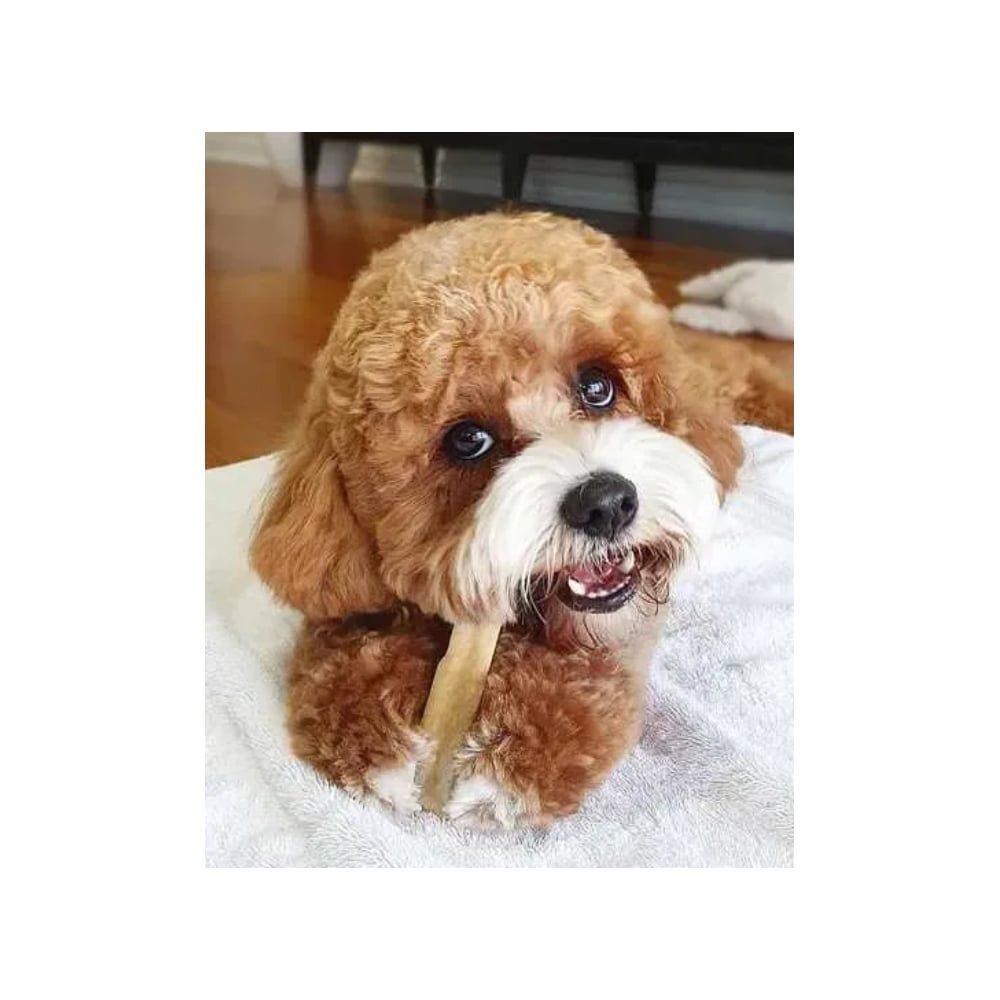 Ласощі для собак HealthyDoggo Himalayan Cheese L 110 г - сир