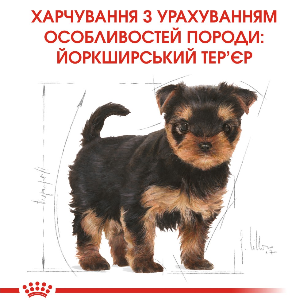 Набір сухого та вологого корму для цуценят Royal Canin Yorkshire Terrier Puppy 1,5 кг + 4 шт х 85 г