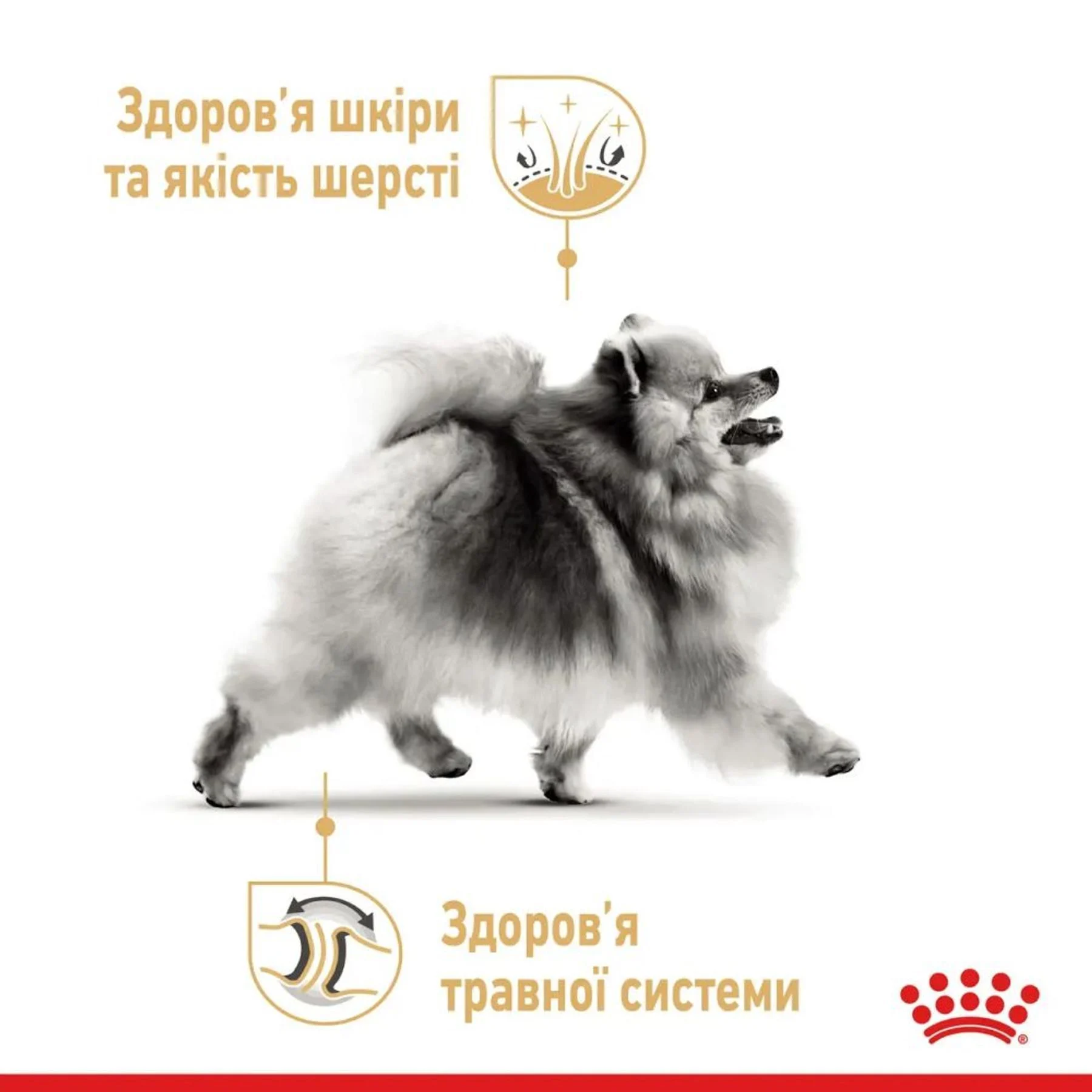 Вологий корм для собак Royal Canin Adult Pomeranian 85 г
