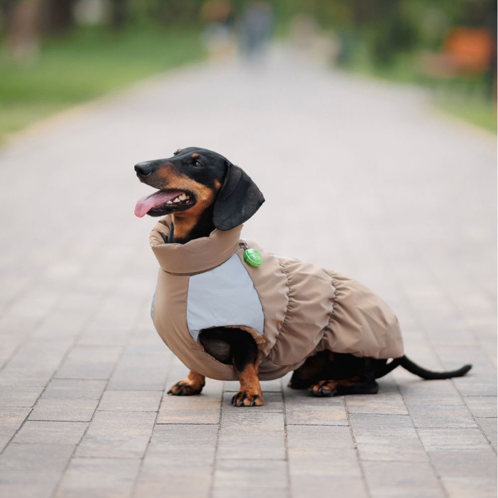 Жилет для собак Pet Fashion Chip S