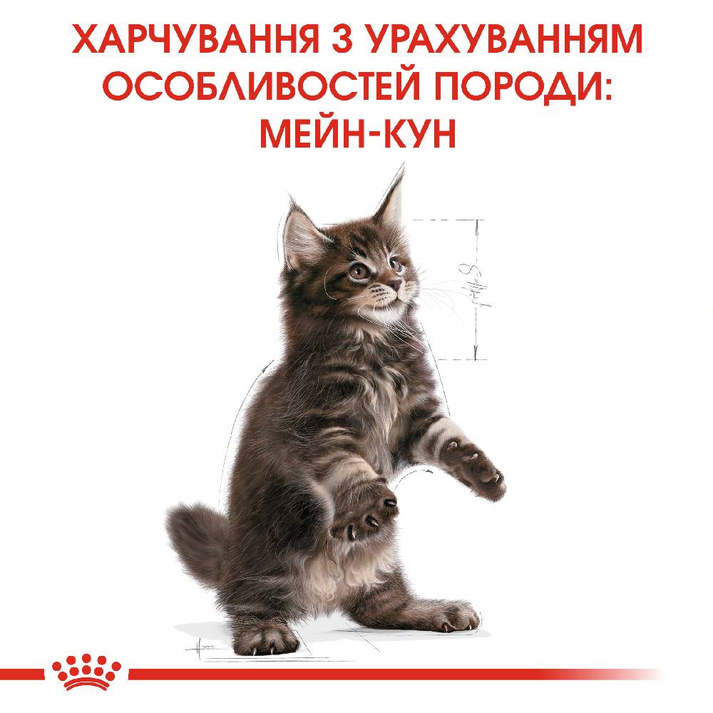 Набор сухого и влажного корма для котят Royal Canin Kitten Maine Coon 2 кг + 4 шт. по 85 г