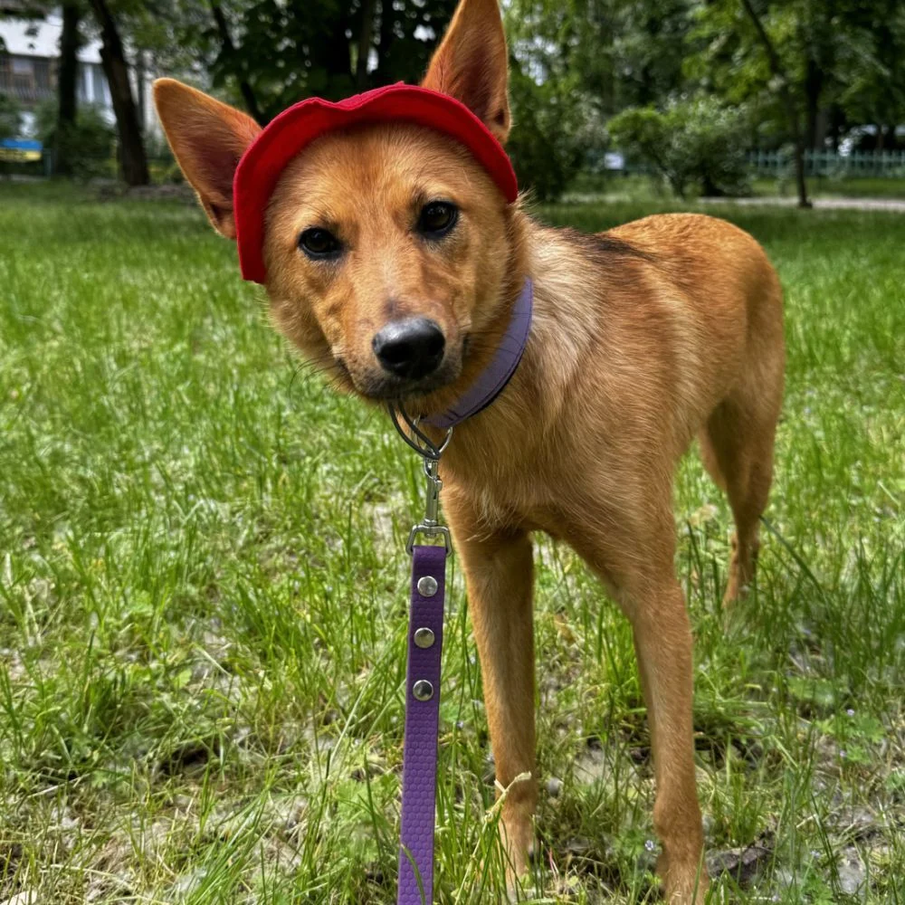 Панама для собак Hat-Dog M - червоний Панама для собак Hat-Dog M - червоний