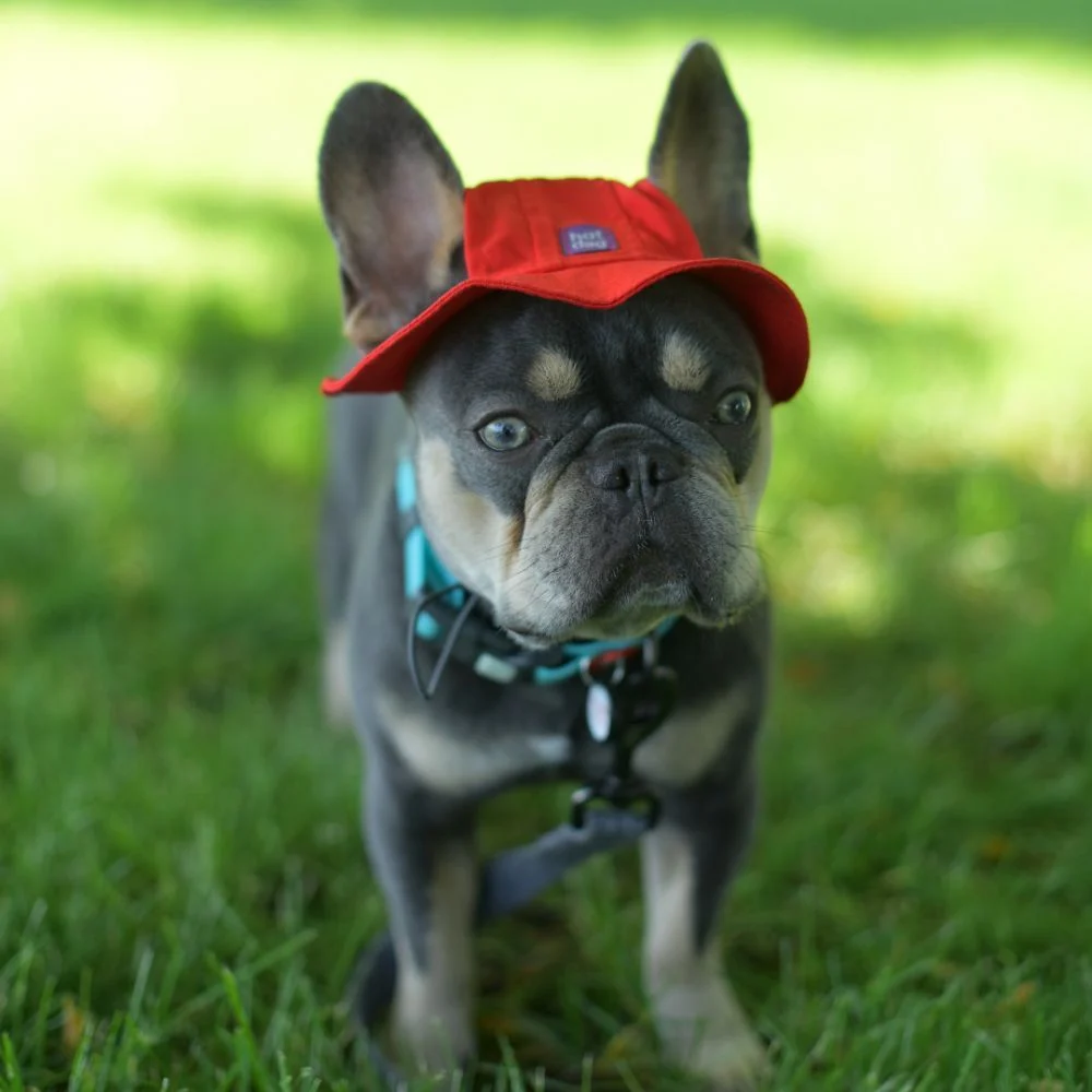 Панама для собак Hat-Dog M - червоний Панама для собак Hat-Dog M - червоний