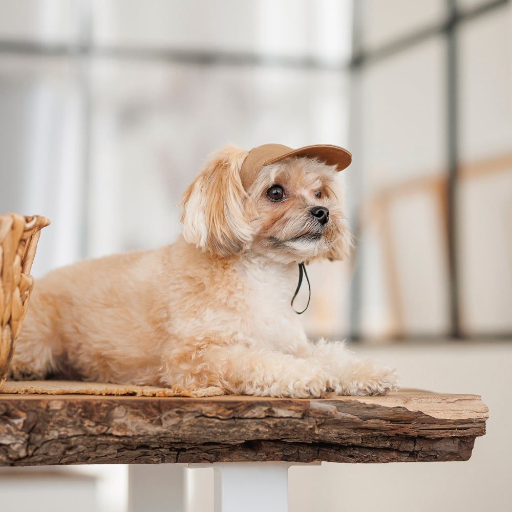 Pet Fashion Phil кепка для собак XL Pet Fashion Phil кепка для собак XL