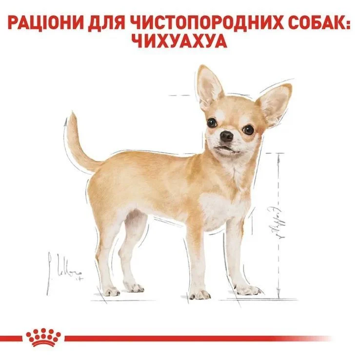 Набір сухого та вологого корму для собак Royal Canin Chihuahua Adult 1,5 кг + 4 шт х 85 г