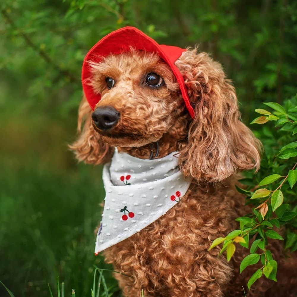 Панама для собак Hat-Dog M - червоний Панама для собак Hat-Dog M - червоний