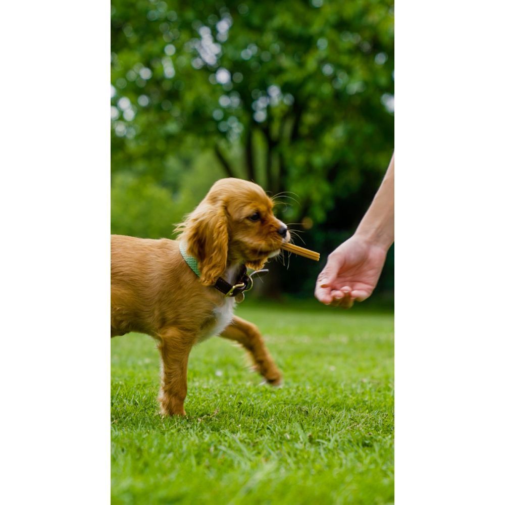 Ласощі для собак Whimzees Wellness Daily Dental Treats XS 56 шт х 7,5 г