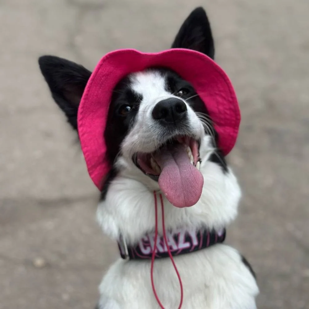 Панама для собак Hat-Dog L - малиновий Панама для собак Hat-Dog L - малиновий