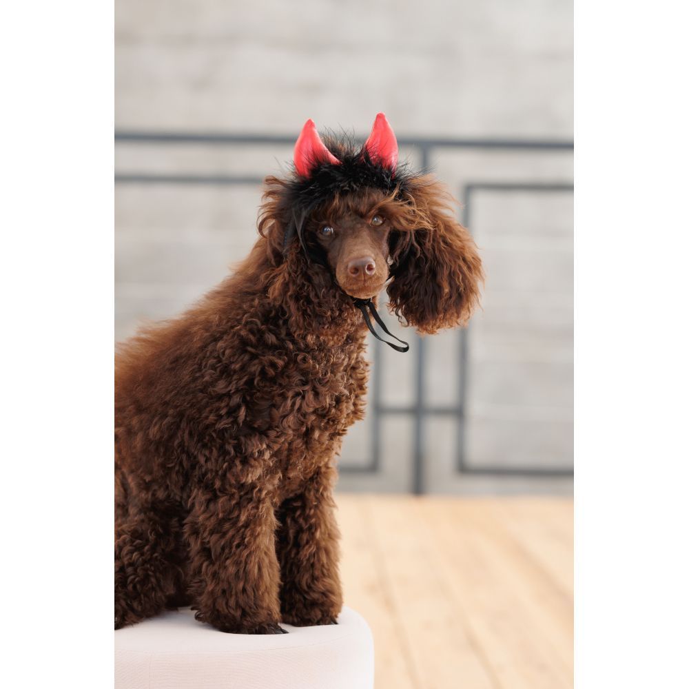 Аксесуар для собак Pet Fashion Imp XS-S Аксесуар для собак Pet Fashion Imp XS-S
