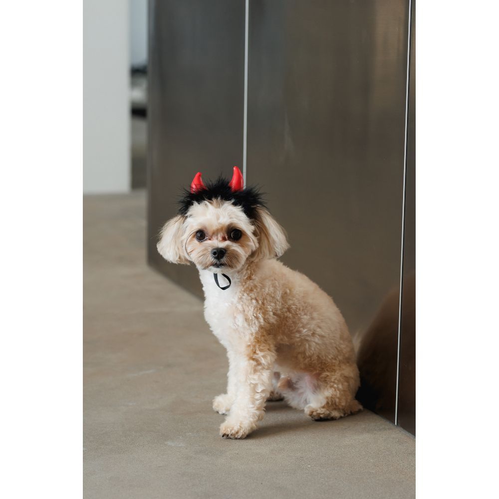 Аксесуар для собак Pet Fashion Imp XS-S Аксесуар для собак Pet Fashion Imp XS-S
