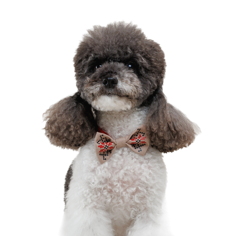 Аксесуар для собак Pet Fashion Ruta Метелик XS-XS-2 - бежевий Аксесуар для собак Pet Fashion Ruta Метелик XS-XS-2 - бежевий