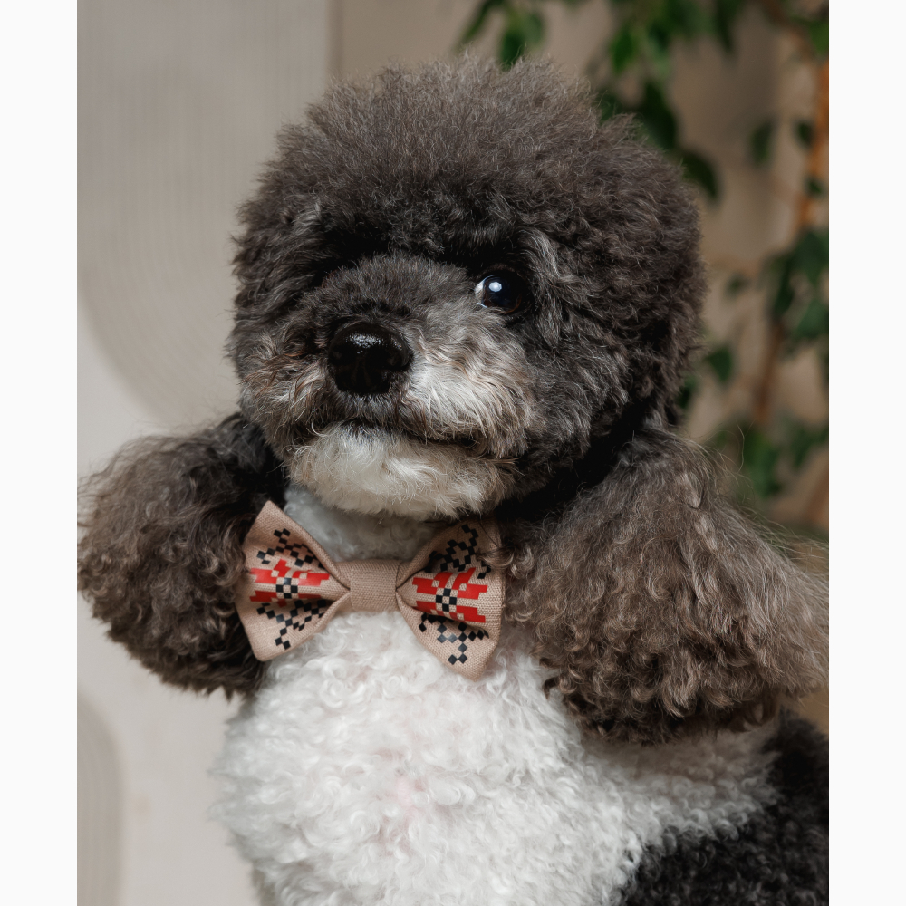 Аксесуар для собак Pet Fashion Ruta Метелик XS-XS-2 - бежевий Аксесуар для собак Pet Fashion Ruta Метелик XS-XS-2 - бежевий