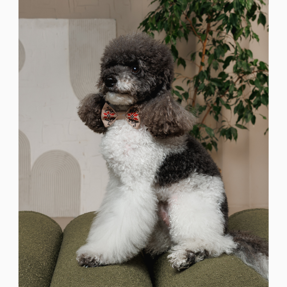 Аксесуар для собак Pet Fashion Ruta Метелик XS-XS-2 - бежевий Аксесуар для собак Pet Fashion Ruta Метелик XS-XS-2 - бежевий