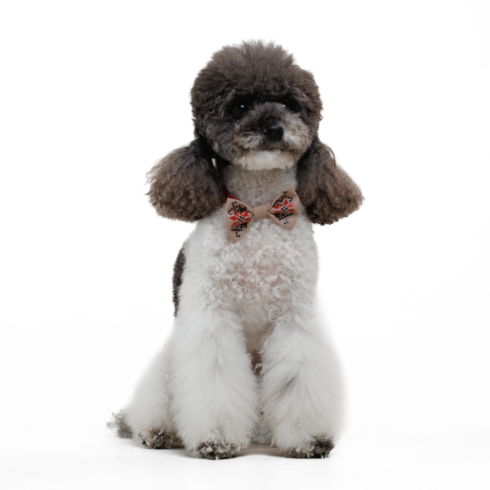 Аксесуар для собак Pet Fashion Ruta Метелик XS-XS-2 - бежевий Аксесуар для собак Pet Fashion Ruta Метелик XS-XS-2 - бежевий