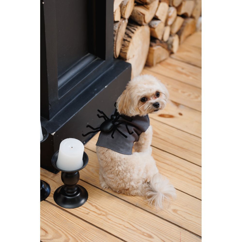 Pet Fashion Spider аксесуар для собак S-M Pet Fashion Spider аксесуар для собак S-M