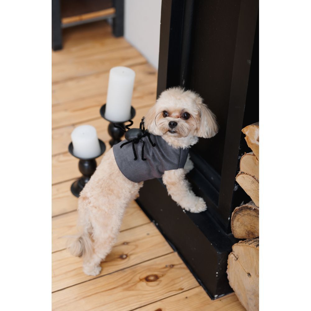 Pet Fashion Spider аксесуар для собак S-M Pet Fashion Spider аксесуар для собак S-M