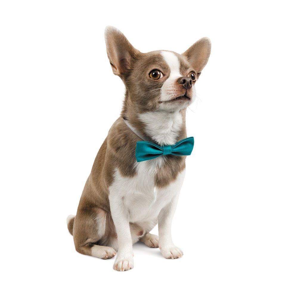 Метелик для собак Pet Fashion XS-M Метелик для собак Pet Fashion XS-M