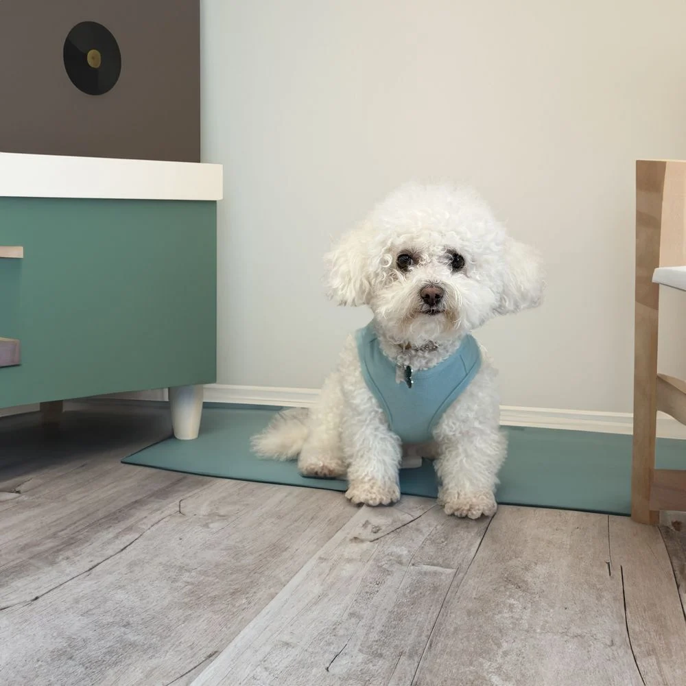 Борцівка для собак Pet Fun XS-2