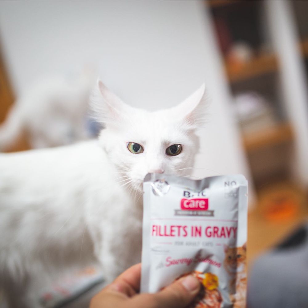 Brit Care Cat pouch влажный корм для кошек 85 г - лосось