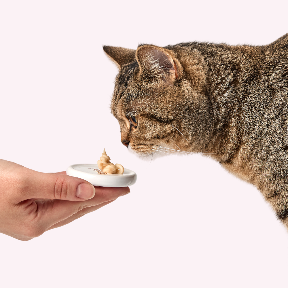 Ласощі для котів Delickcious Creamy Snack 4 шт х 15 г - ягня, рис та цукіні Ласощі для котів Delickcious Creamy Snack 4 шт х 15 г - ягня, рис та цукіні