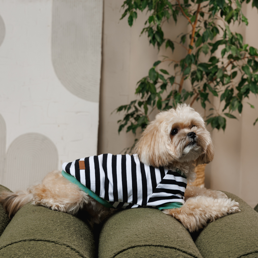 Футболка для собак Pet Fashion Breeze XXS - біло-чорний