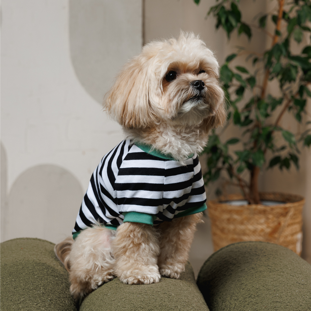 Футболка для собак Pet Fashion Breeze XXS - біло-чорний