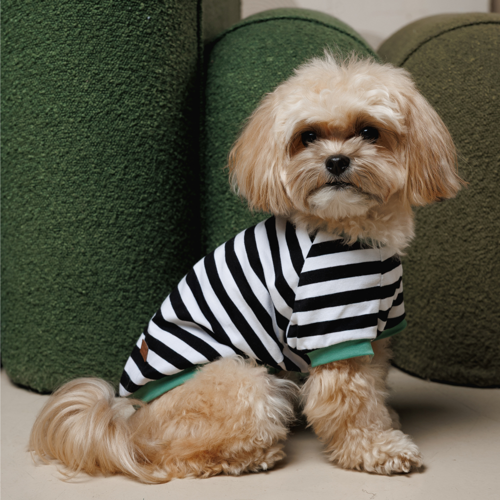 Футболка для собак Pet Fashion Breeze XXS - біло-чорний