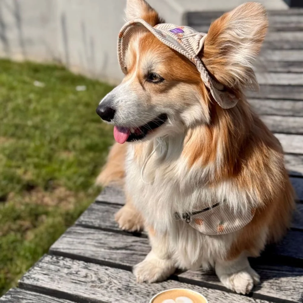Панама для собак Hat-Dog Ананас S - бежевий Панама для собак Hat-Dog Ананас S - бежевий