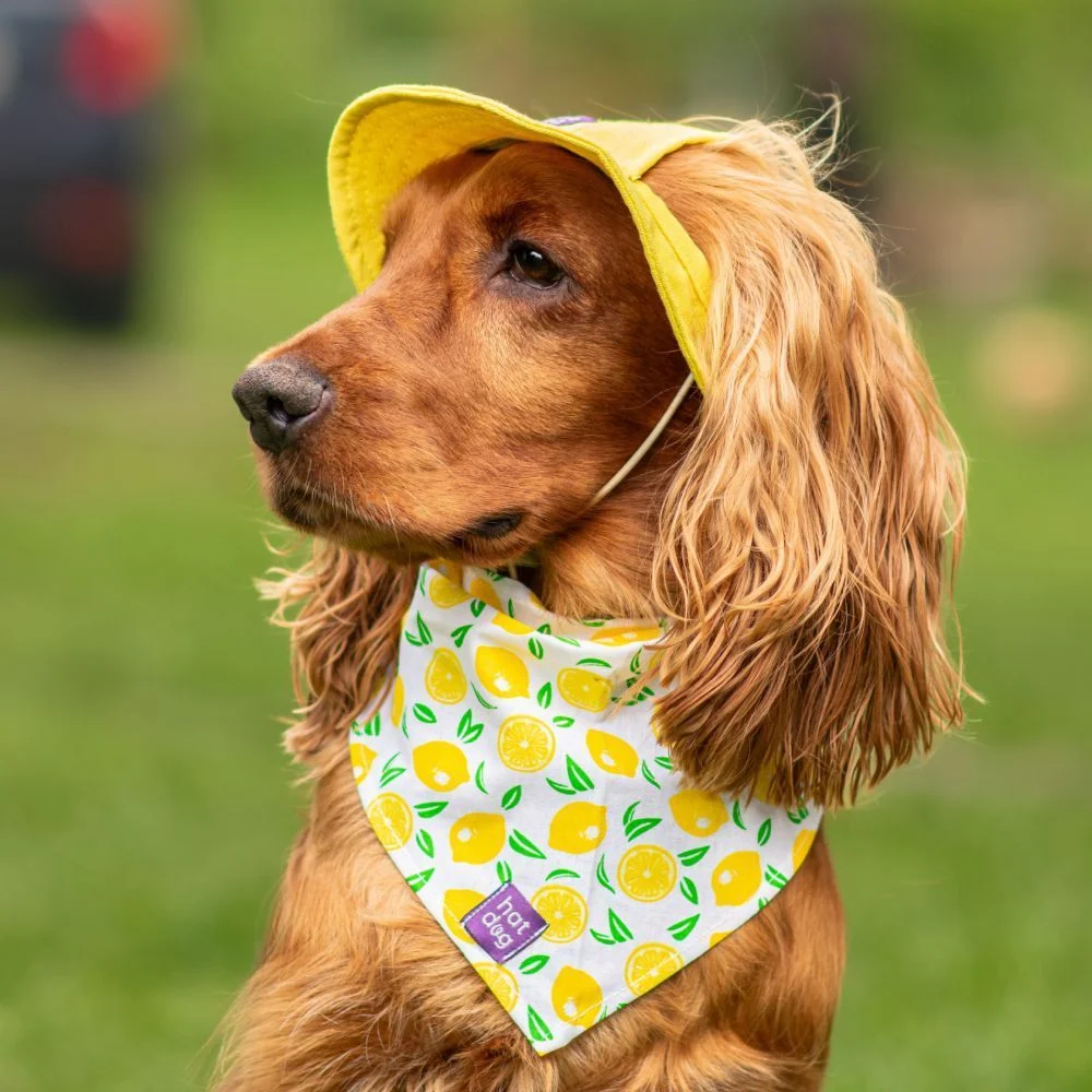 Панама для собак Hat-Dog M - жовтий Панама для собак Hat-Dog M - жовтий