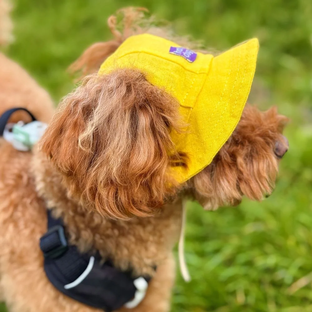 Панама для собак Hat-Dog M - жовтий Панама для собак Hat-Dog M - жовтий