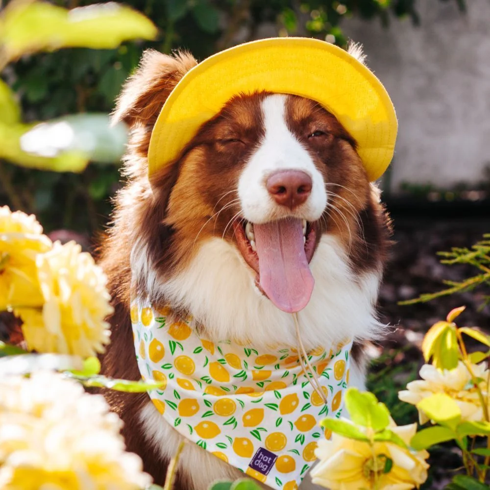 Панама для собак Hat-Dog M - жовтий Панама для собак Hat-Dog M - жовтий