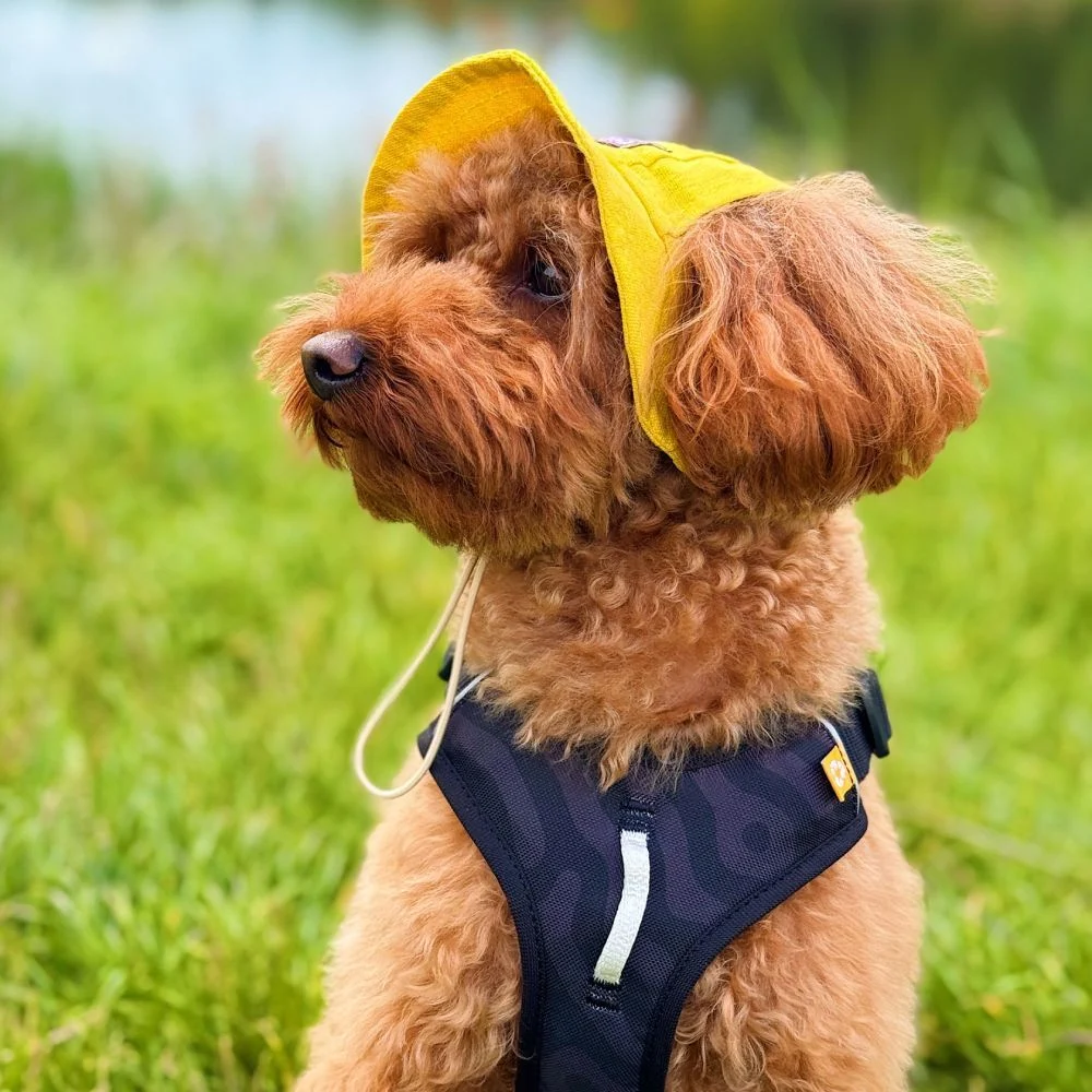 Панама для собак Hat-Dog M - жовтий Панама для собак Hat-Dog M - жовтий