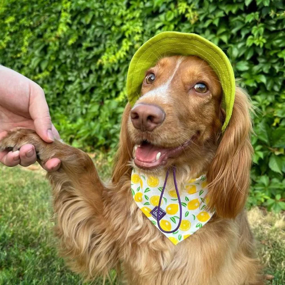 Панама для собак Hat-Dog S - лаймовий Панама для собак Hat-Dog S - лаймовий