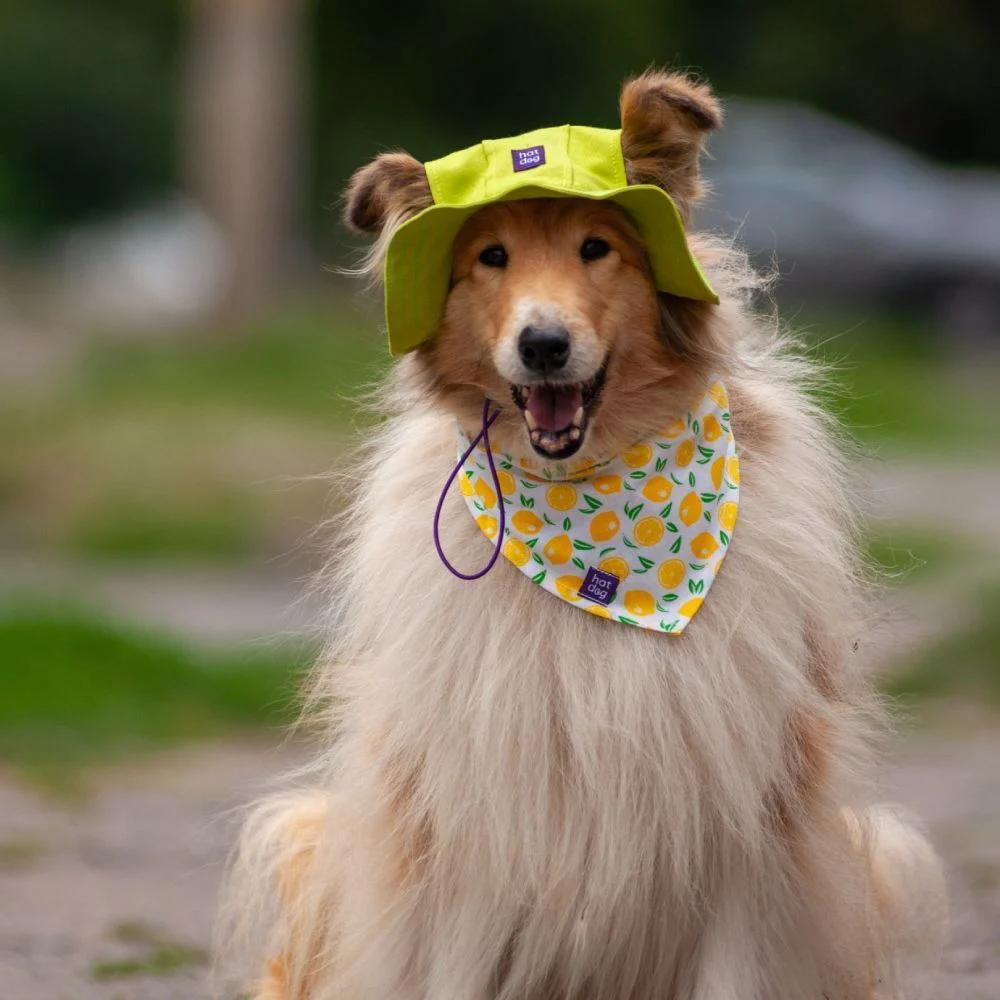 Панама для собак Hat-Dog S - лаймовий Панама для собак Hat-Dog S - лаймовий