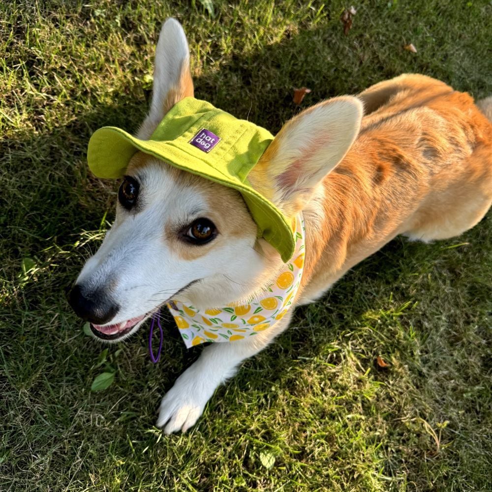 Панама для собак Hat-Dog S - лаймовий Панама для собак Hat-Dog S - лаймовий