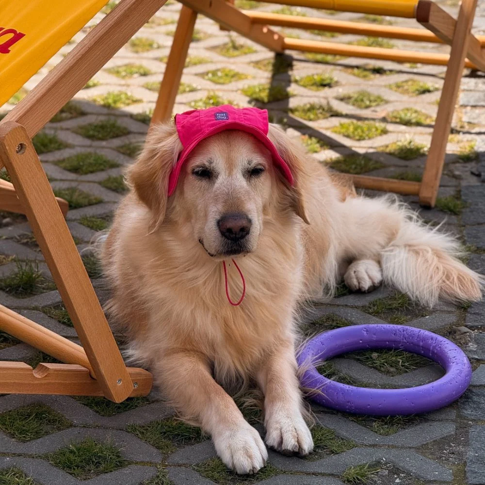 Панама для собак Hat-Dog S - малиновий Панама для собак Hat-Dog S - малиновий