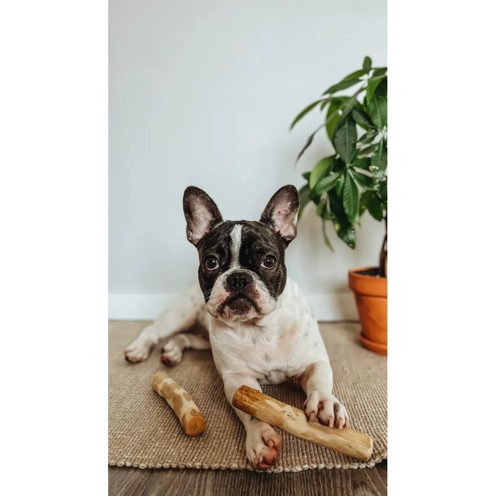 HealthyDoggo Кавова палиця іграшка для собак XS - коричневий HealthyDoggo Кавова палиця іграшка для собак XS - коричневий
