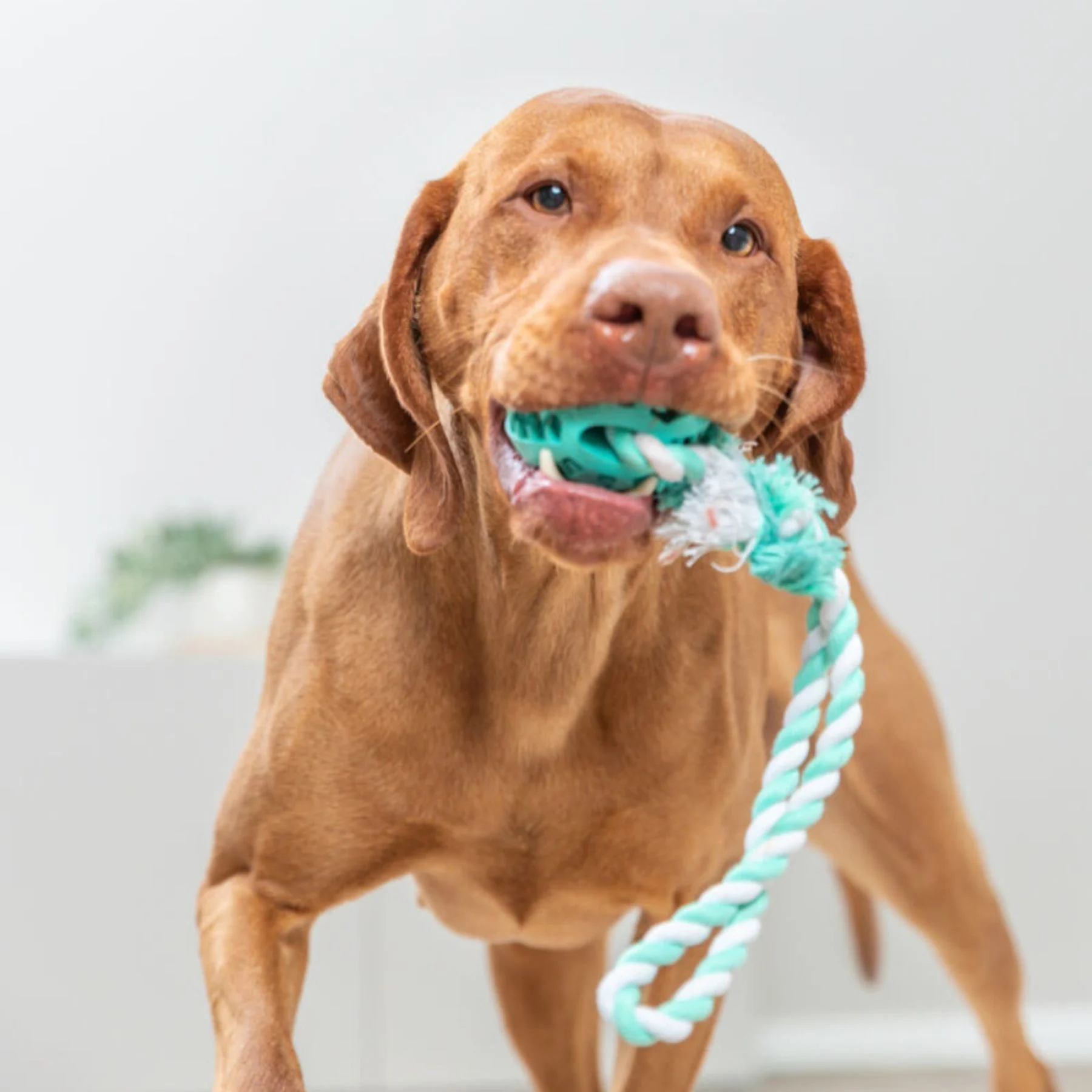 Trixie Denta Fun Playing Rope with Ball іграшка для собак 7 см - блакитний Trixie Denta Fun Playing Rope with Ball іграшка для собак 7 см - блакитний