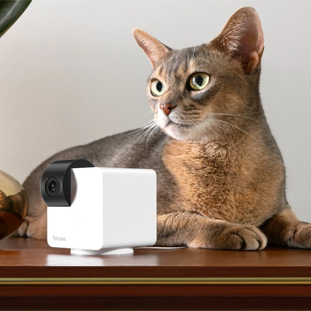 Інтерактивна HD-камера Petcube Cam 360 відеоспостереження за собаками Інтерактивна HD-камера Petcube Cam 360 відеоспостереження за собаками