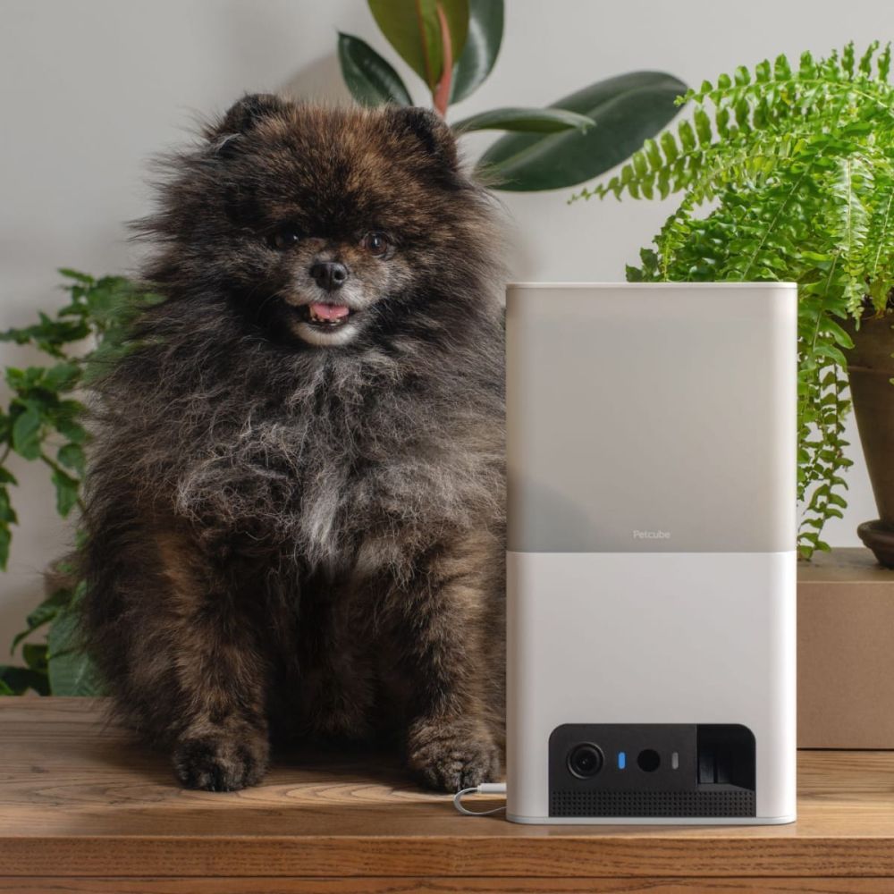 Petcube Bites 2 lite інтерактивна камера-годівниця для собак - білий