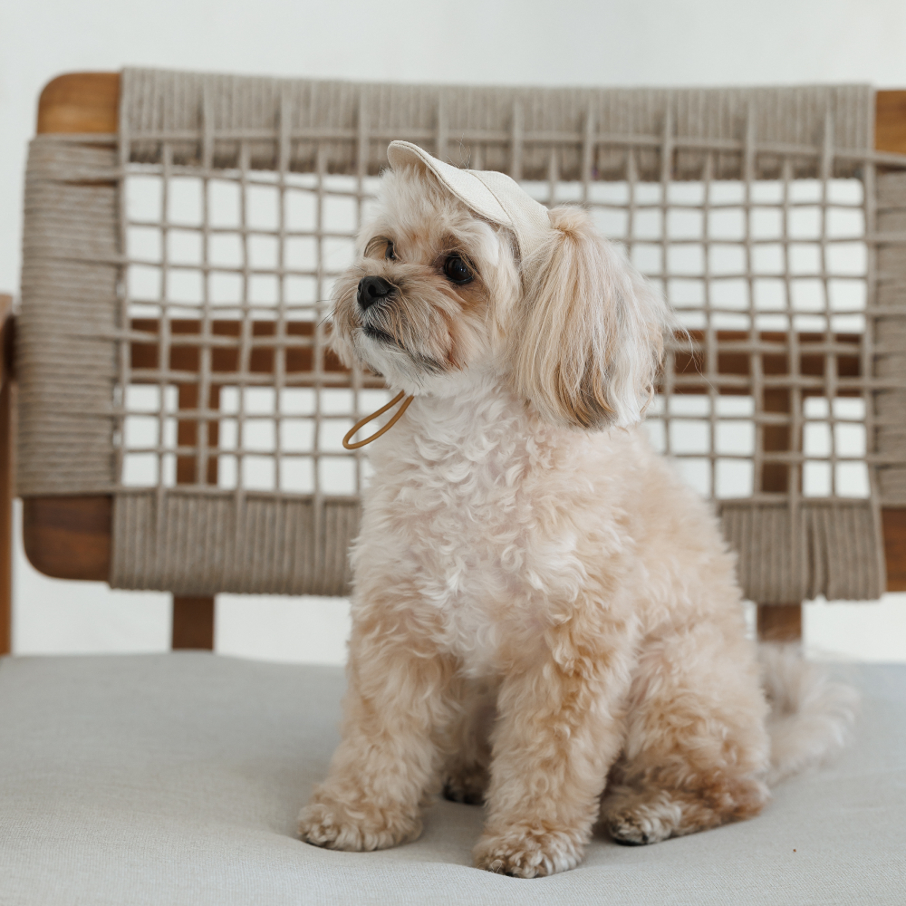 Кепка для собак Pet Fashion Glamor XS - бежевий