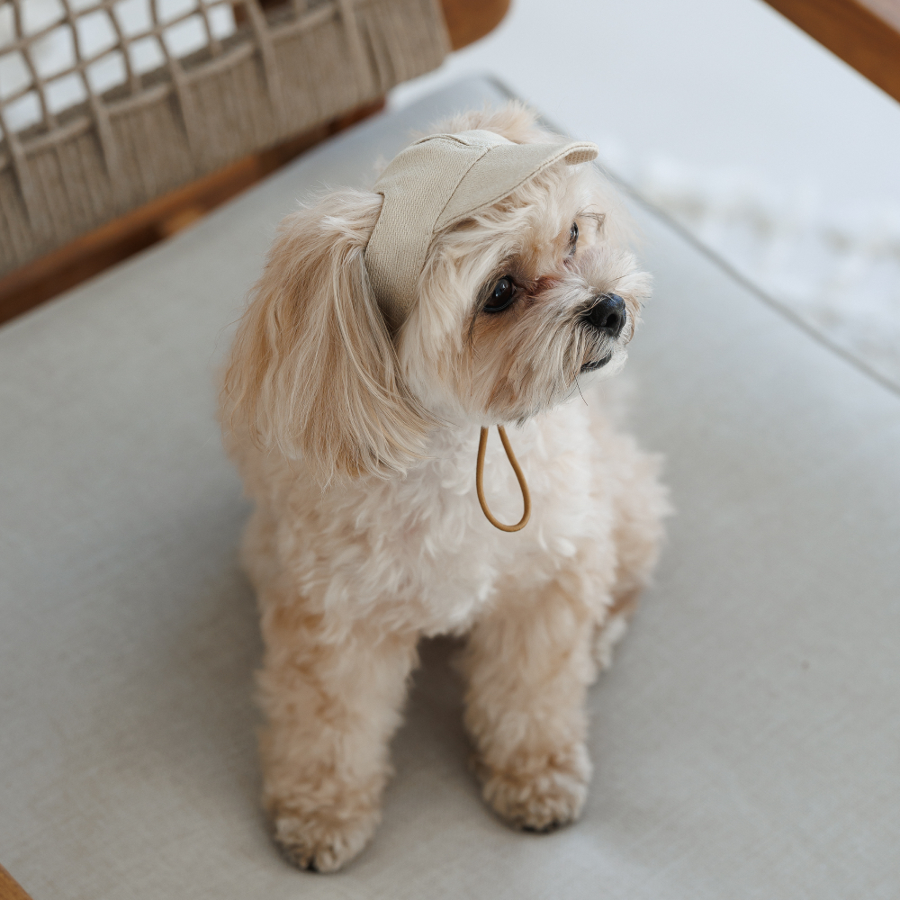 Кепка для собак Pet Fashion Glamor XS - бежевий