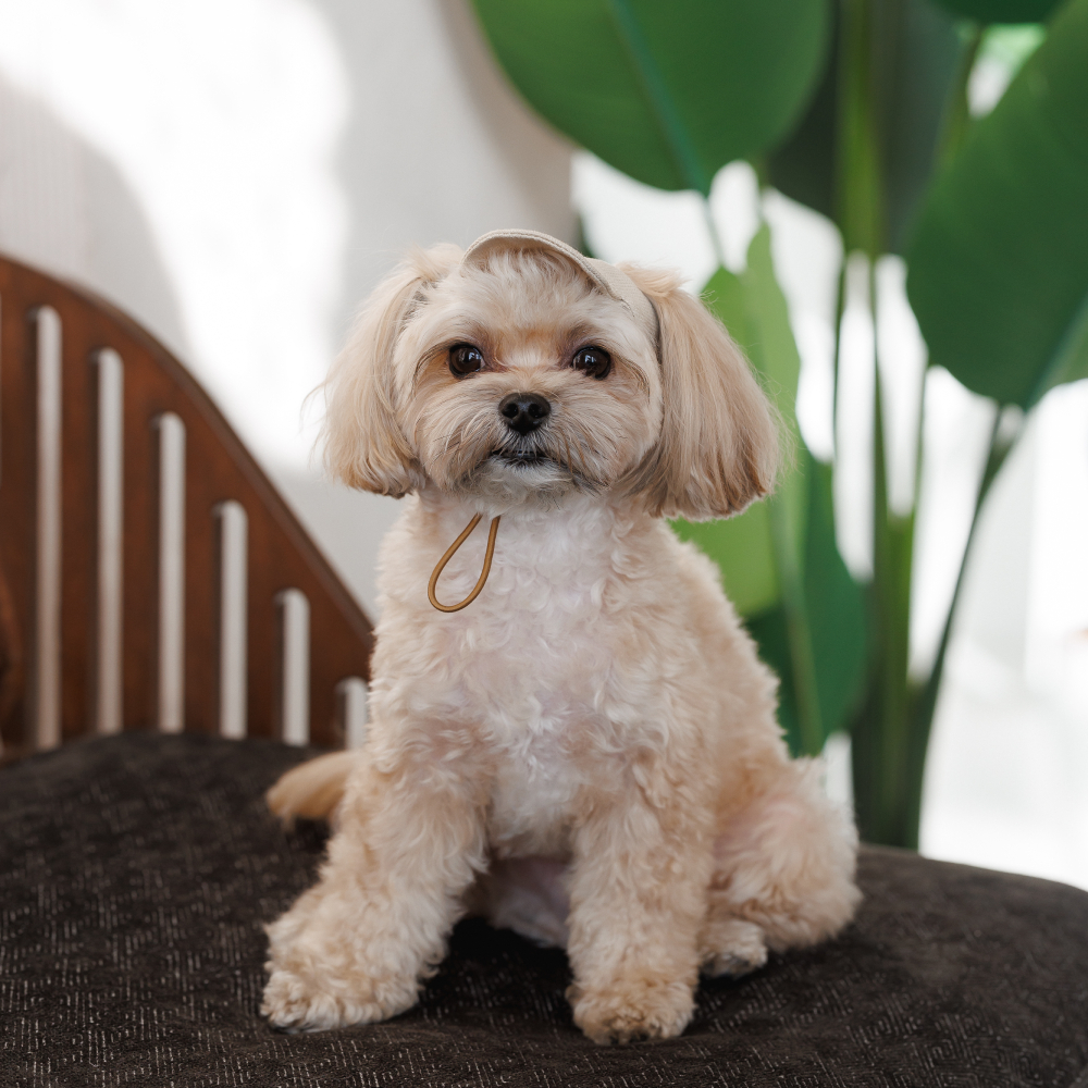Кепка для собак Pet Fashion Glamor XS - бежевий
