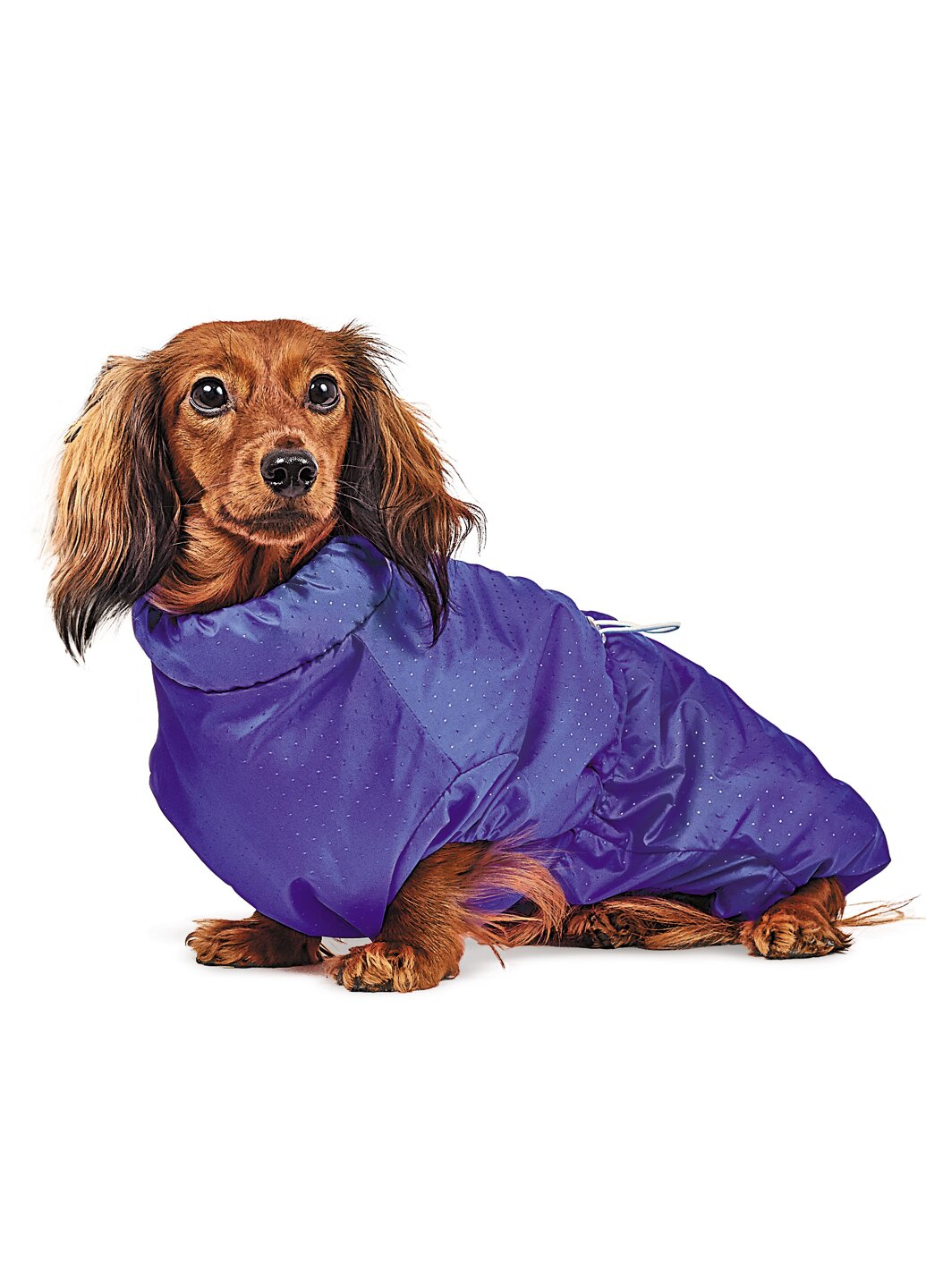 Комбинезон для собак Pet Fashion «Такса» S (фиолетовый)